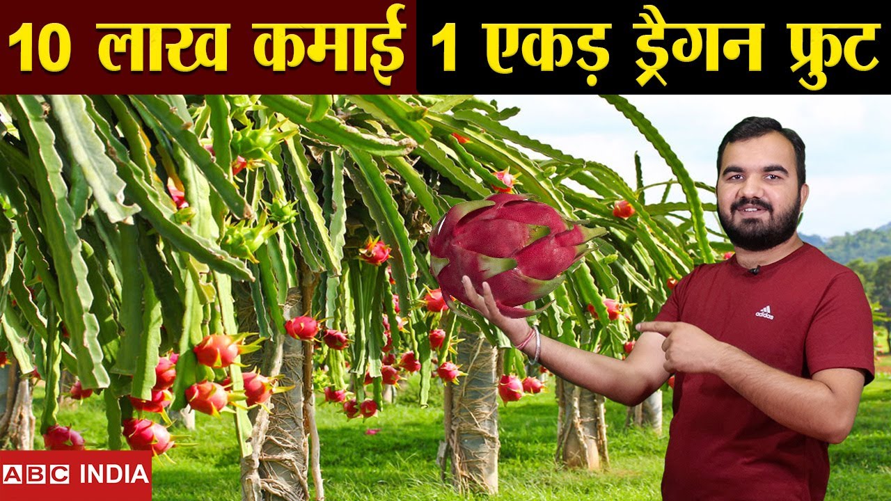 Dragon Fruit Farming | 10 लाख Per acre | dragon fruit ki kheti kaise karen | Best income Farming