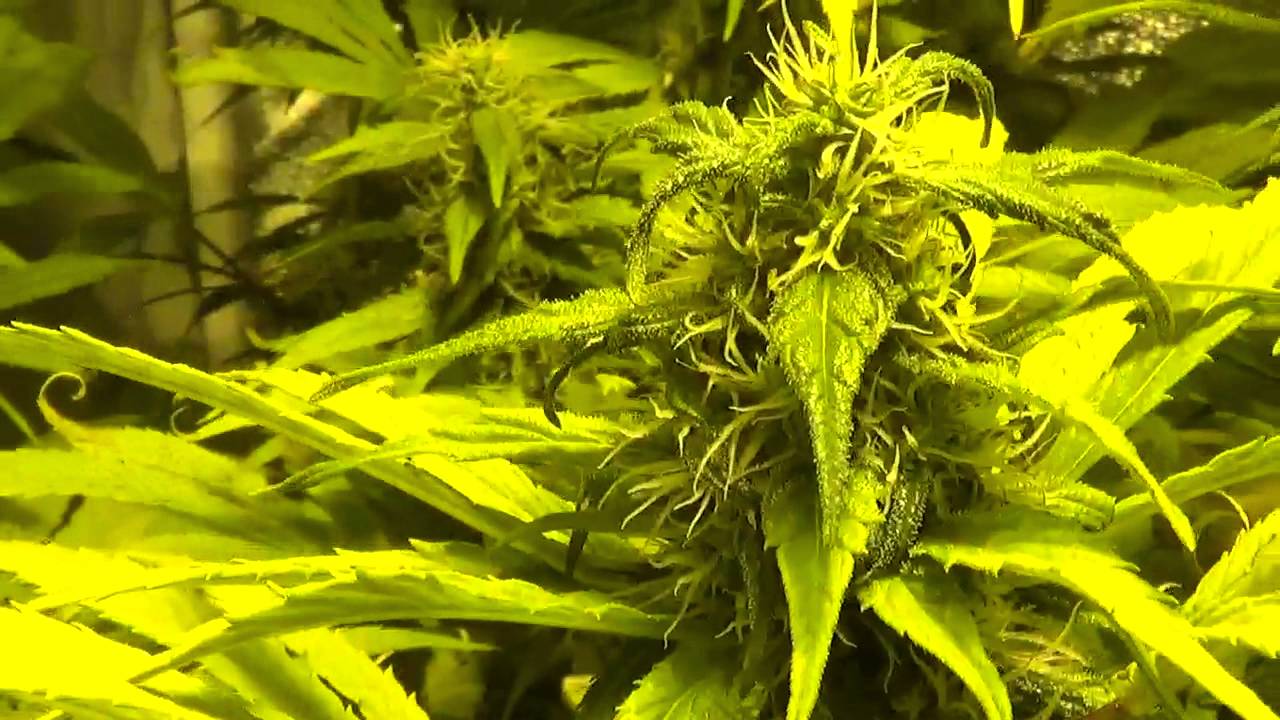 Seguimiento NL5 x Haze x Mist en Scrog, método de cultivo (7)  Semana 10 en floración  Sodio 250