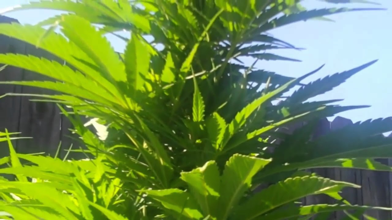 Critical Sensi Star  "errors seeds"