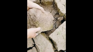 Amazing best Catching turtles, alligator snapping turtle, snapping turtle Turtle Giant Turtle video