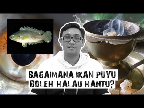 Video: Fakta Menarik Mengenai Ikan Lawan Siam