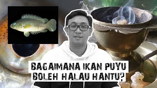 Bagaimana Ikan Puyu Boleh Halau Hantu? screenshot 1