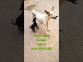 Hungry mother dog & her pups wait for food with broken 💔😢 #dogs story #motherdog #puppy #puppies