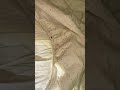 BedBug Infestation | Best Pest Control Service London | Pest Control Services