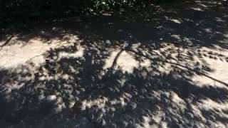 Eclipse Aug 2017- Time Lapse - Shadows on Driveway