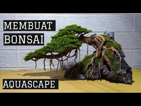 Video: Apa Itu Tanaman Bonsai Aqua: Pelajari Tentang Pohon Bonsai Bawah Air