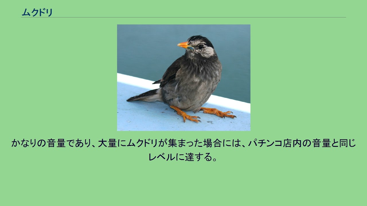 ムクドリ Youtube ムクドリ Youtube