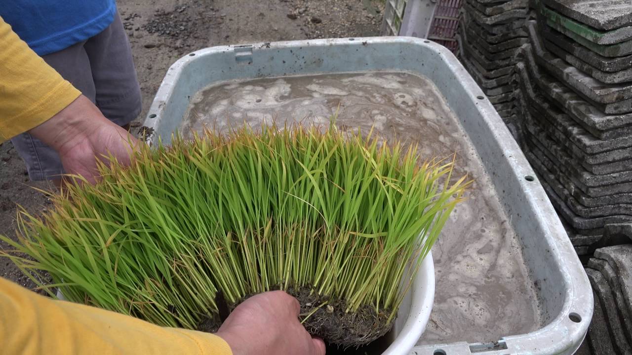 プランターで田植え お米 稲の栽培 Youtube