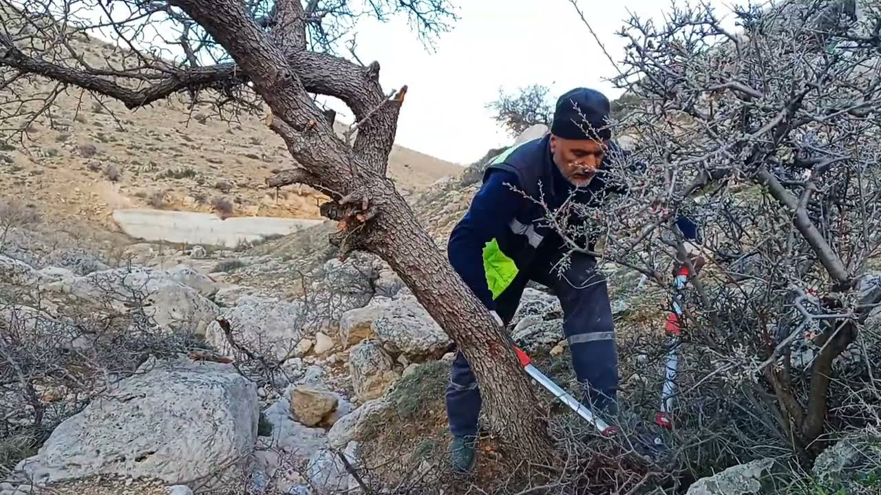 Tree Pruning