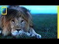 Understanding the Lives of Lions | National Geographic