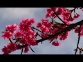 Lee Konitz &amp; Enrico Pieranunzi - It Might As Well Be Spring