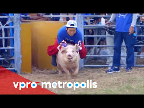 Pig Rodeo as festival attraction in Japan - vpro Metropolis 2014