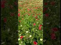 مناظر طبيعية خلابة مع اغنية شعبية 