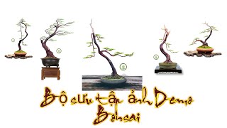 Bộ sưu tập ảnh Demo Bonsai đẹp