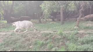 Venkateshwara zoo cherlopalli Tirupati|S.V zoo park|Zoo park in tirupathi