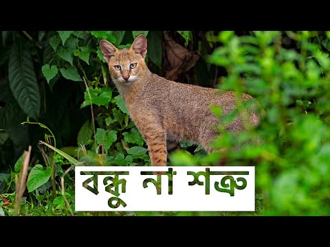 ভিডিও: বন্যপ্রাণী। বন্য বিড়াল