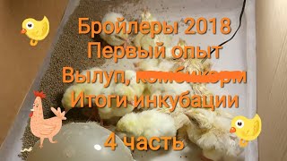 Бройлеры 2018. Первый опыт / Часть 4: Итоги инкубации