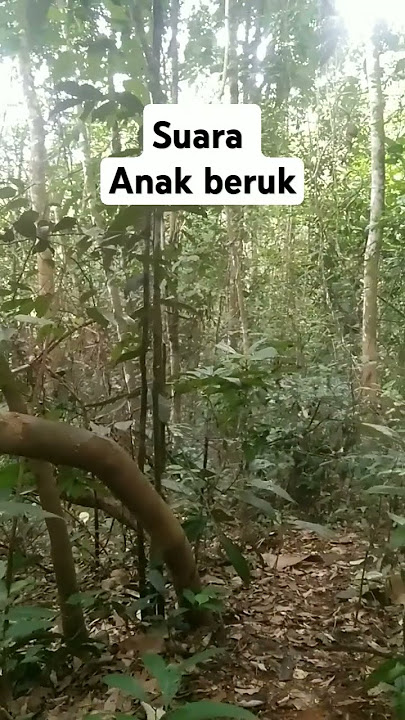 suara pikat beruk 100% ampuh #videoshorts  #suaraberuk #hutanborneo