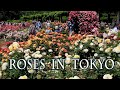 Roses In TOKYO. Jindai Botanical Gardens 2023 Spring. 東京でバラが満開 #rose #roses #ばら