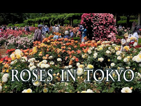 Video: Japānas roze: foto, kopšana