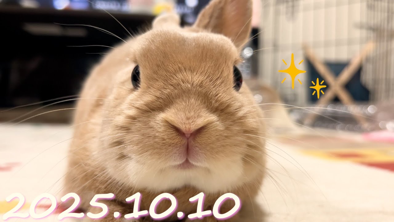 maxresdefault.jpg