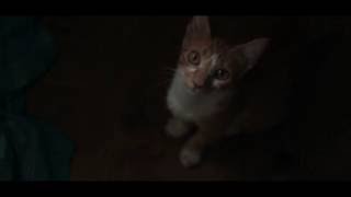 David Lynch Ballad of Hollis Brown