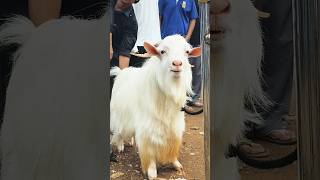 Mumbai Malad Malwani Ka Beautiful Short White Phantom Andul Bakra