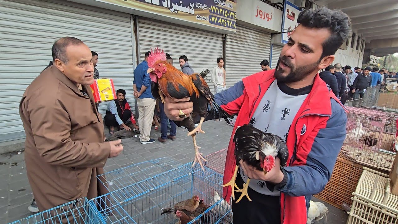 انواع الدجاج العربي الاصلي والكويتي والحمام في سوق الغزل يوم الجمعة 27 فبراير 2026