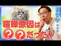 【動物とお話】ケンカが絶えない猫と話してみた