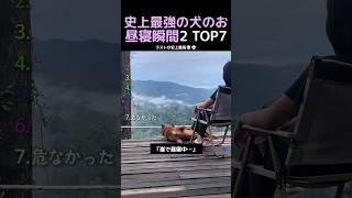 史上最強の犬のお昼寝瞬間2弾TOP7