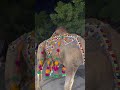 Cow lover cow Mandi cow reels cow TikTok cow video #trending #cow #animals #bull #youtubeshorts