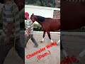 Channeler wells caballos dominicana shorts clasicodelcaribe