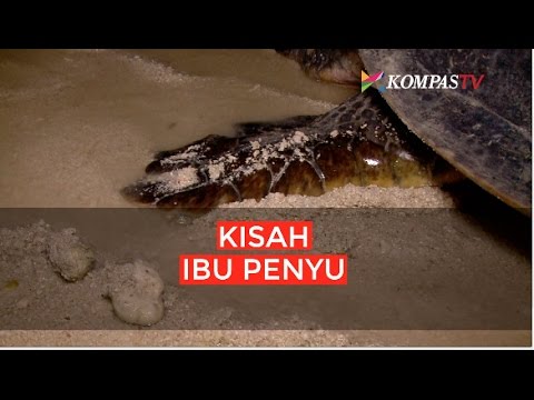 Video: Berkongsi Pasir Dengan Penyu Laut Ibu Di Costa Rica