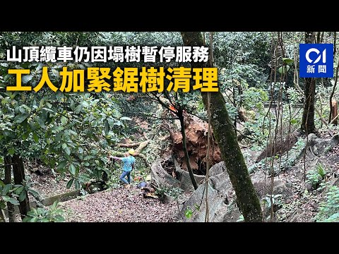 半山塌樹山頂纜車續停 明日情況再通知 昨今兩日未用車票可退款｜01新聞｜山頂纜車｜黃色暴雨｜塌樹｜半山｜白加道