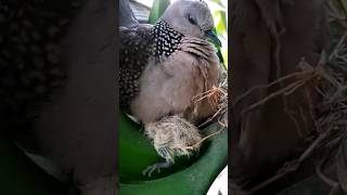 Dumb Dove Watching Immature Baby Falling Out #birdsnest #nature