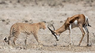 Terrible Power Wide - Leopard Attack Springbok