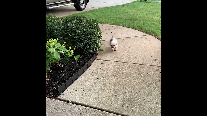 Pepper my Yorkie