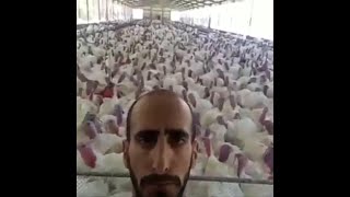 Man triggers a massive turkey gobbling