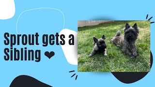 Sprout the Cairn Terrier gets a Sibling!