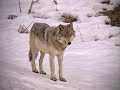 Wapiti Wolves in Yellowstone National Park
