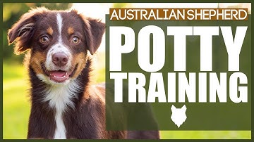 How To Potty Train Your AUSTRALIAN SHEPHERD