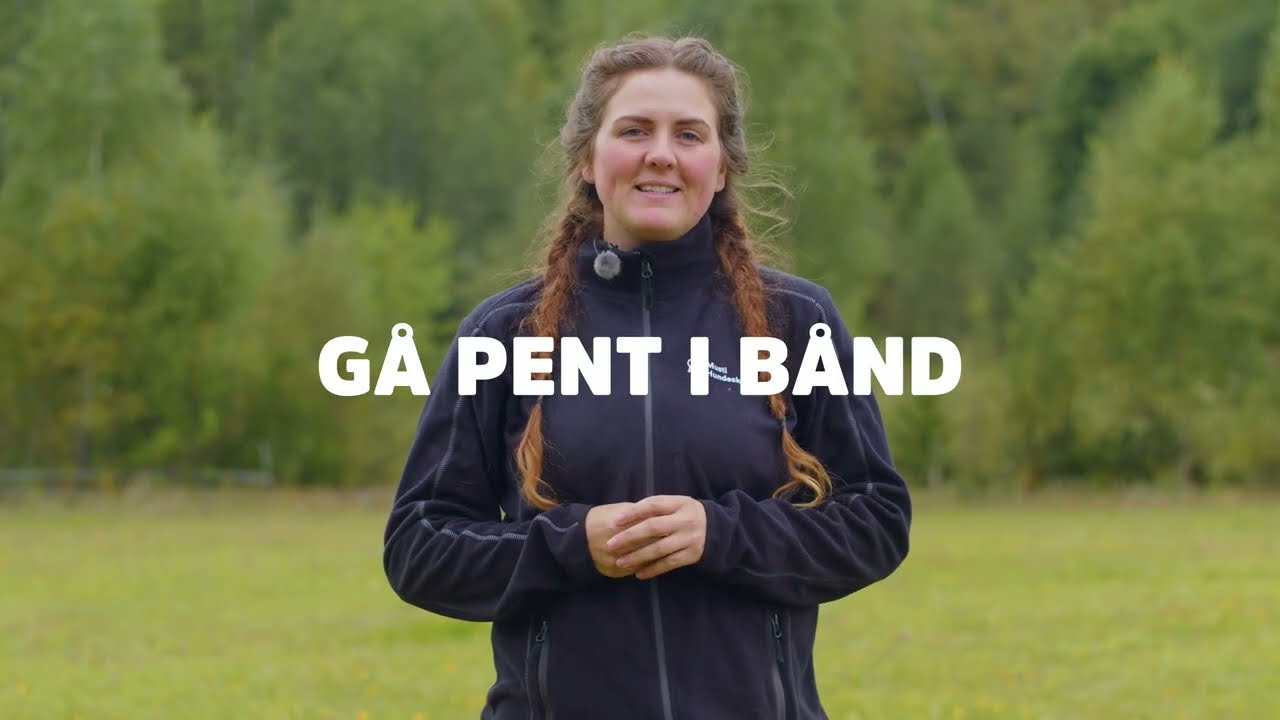 Lær hunden å gå pent i bånd | Musti Hundeskole