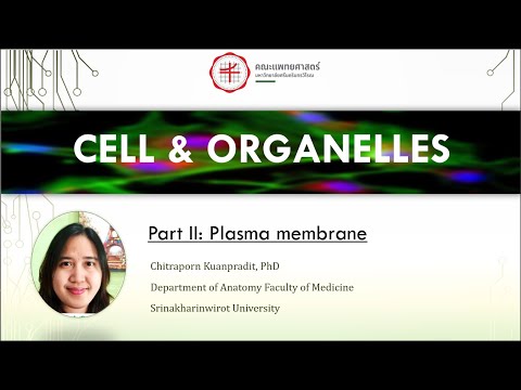 02 Cell Organelles plasma membrane