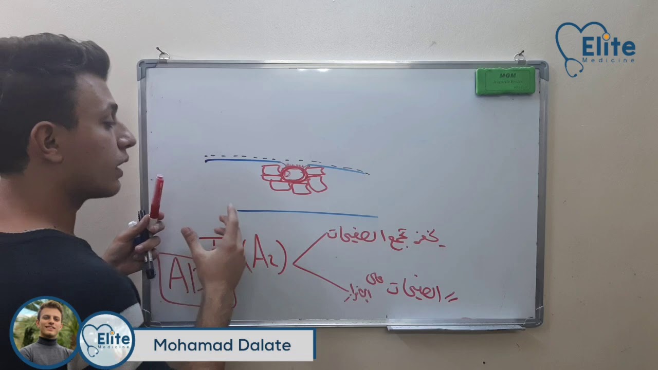 الارقاء - تشكل الخثرة الدموية - السبيل الداخلي و الخارجي للتخثر | فيزيولوجيا
