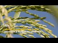 🌾 Innovación que rinde: arroz resistente a la maleza del arroz rojo - TvAgro por Juan Gonzalo Angel
