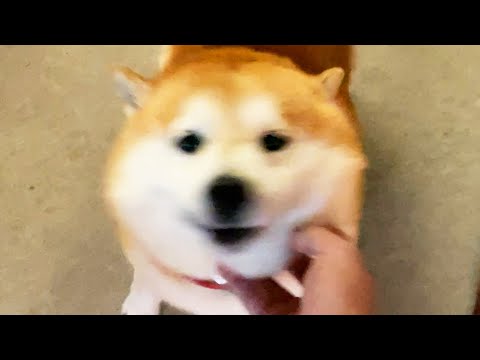 抱っこしようとするとものすごくわちゃわちゃする柴犬