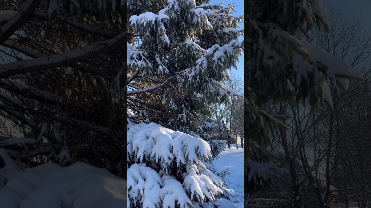 More beautiful snow on the Trail with Lola #canada #snow #winter #lola