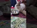 the fluffy rabbit was having a tastes test! #mofu #bunny #rabbit #cute #fluffy #かわいい #可愛い #ふわふわ #うさぎ
