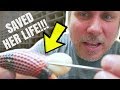 MY SNAKE IS EGG BOUND!!! NOW WHAT?!!! Brian Barczyk