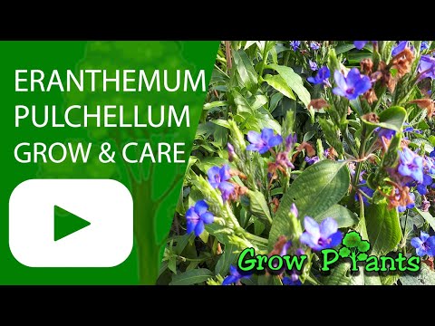Eranthemum pulchellum - grow & care (Blue sage)